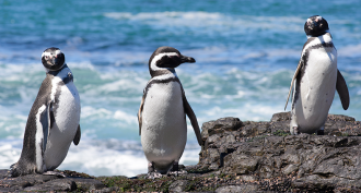 860_Penguin_pressure.png